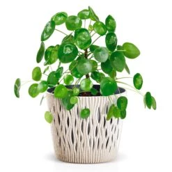 Prosperplast Macetero Verde,con Depósito SANDY ROUND 22,5x22,5x19,2cm5 L -Jardín Series Tienda 2da3cec97ca4d4b3