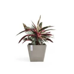 Ecopots Maceta Rotterdam Cuadrada 50 Taupe - 50 X 50 X H. 44 Cm - 75 L -Jardín Series Tienda 9bdeb7e9bd3b3ad1