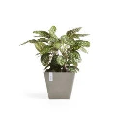 Ecopots Maceta Rotterdam Cuadrada 50 Taupe - 50 X 50 X H. 44 Cm - 75 L -Jardín Series Tienda d3418686419af999